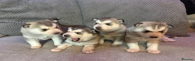Siberian Husky 2