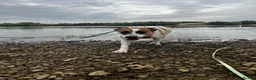 Mixed Breed dogs for adoption: Jillie 🐾 - Advert 5