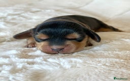 Cocker Spaniel dogs for sale: KC Reg Fully Health Tested Showline Cocker Spaniel - Image 10