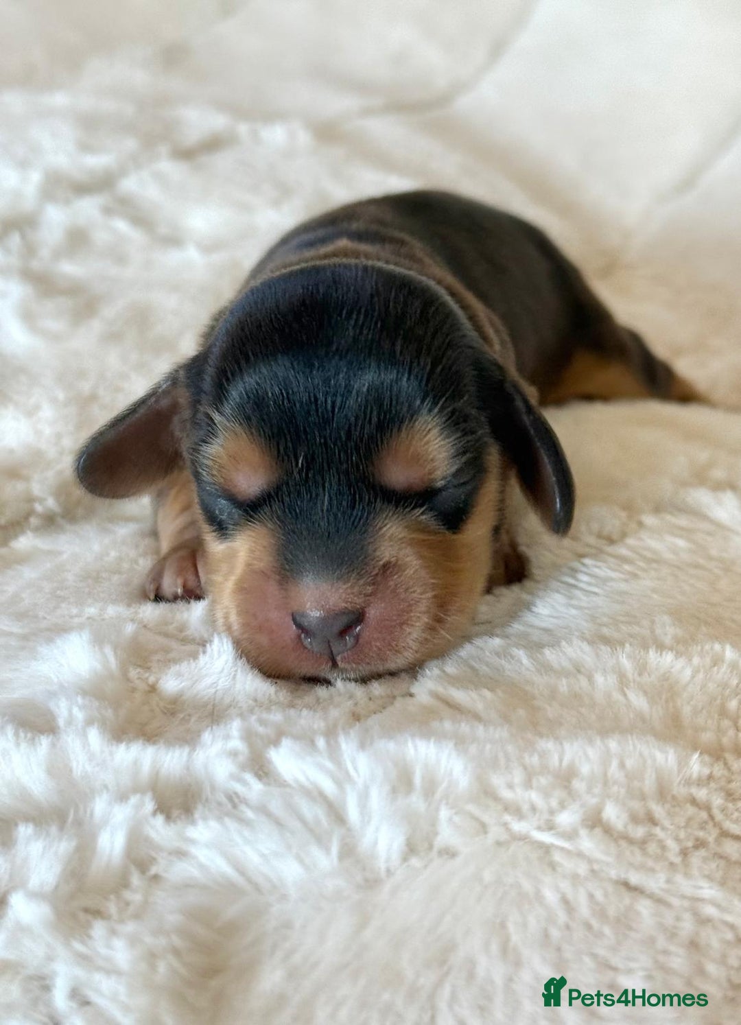 Cocker Spaniel dogs for sale: KC Reg Fully Health Tested Showline Cocker Spaniel - Image 10