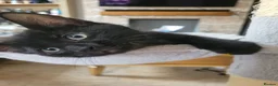 Domestic Shorthair cats for sale: Kittens in Grimsby - Advert 9