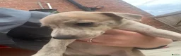 Mixed Breed dogs for sale: Saluki grayhound x kc whippet  - Advert 13