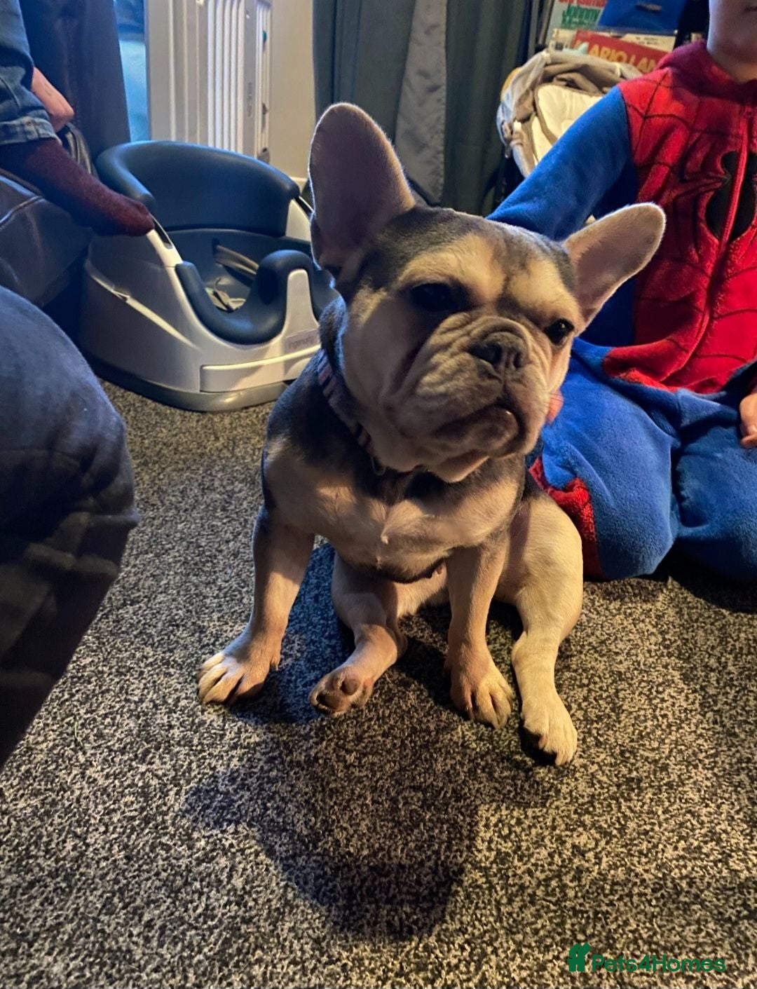French Bulldog dogs Lovely Lola  - Advert 6