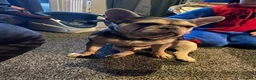 French Bulldog dogs for sale: Lovely Lola  - Advert 1