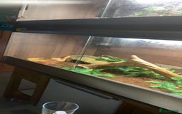 Corn Snake reptiles for sale: Corn snakes for sale - Image 1