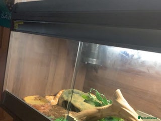 Corn Snake reptiles - Advert 31