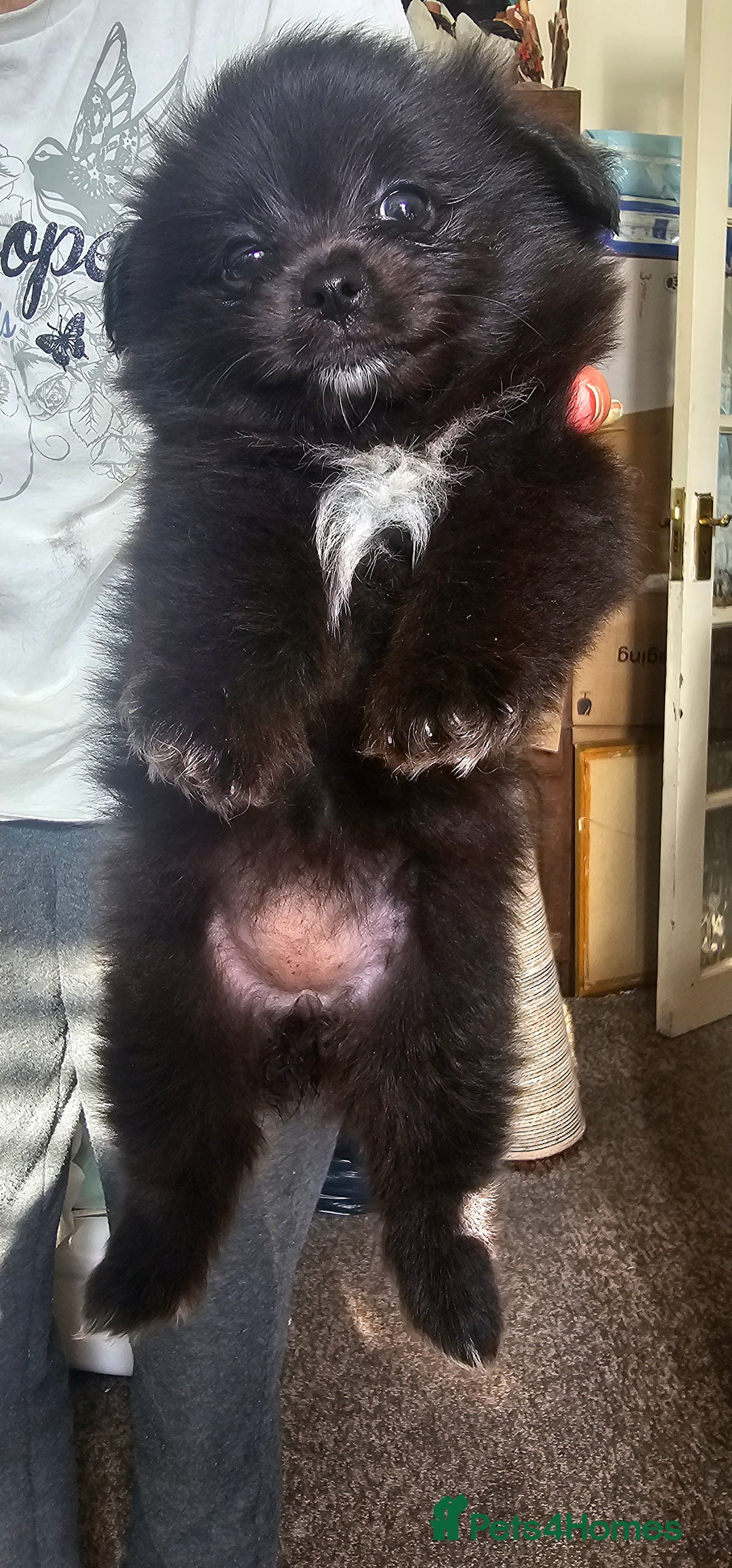 Mixed Breed dogs for sale: Mother blue Russian pomeranian, dad pure maltese  - Image 2