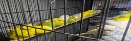 Budgerigars birds for sale: Lovely Group of Budgies  - Advert 20