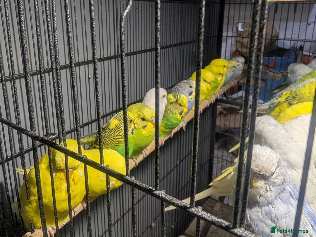 Budgerigars birds for sale: Lovely Group of Budgies  - Image 20