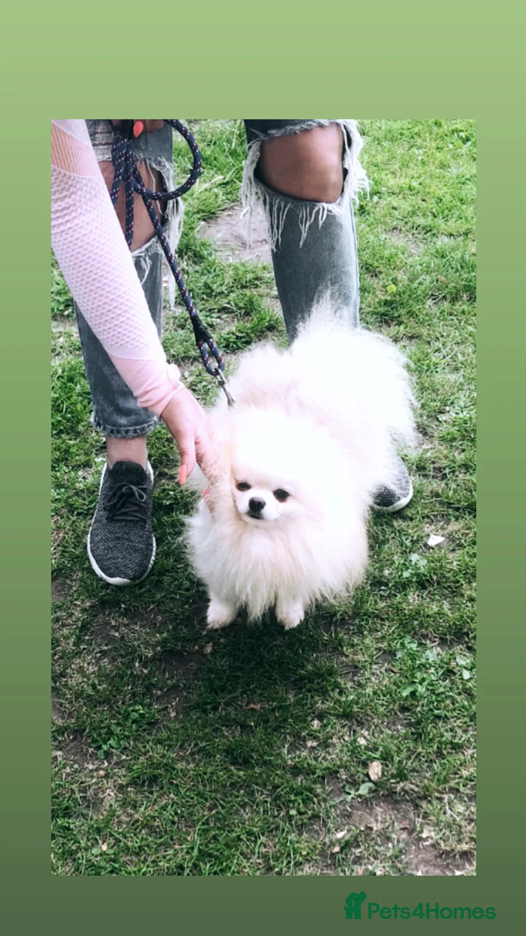 Pomeranian dogs for stud: 1.9kg tiny Proven Ukraine import stud kc reg  in Ferryhill - Advert 9