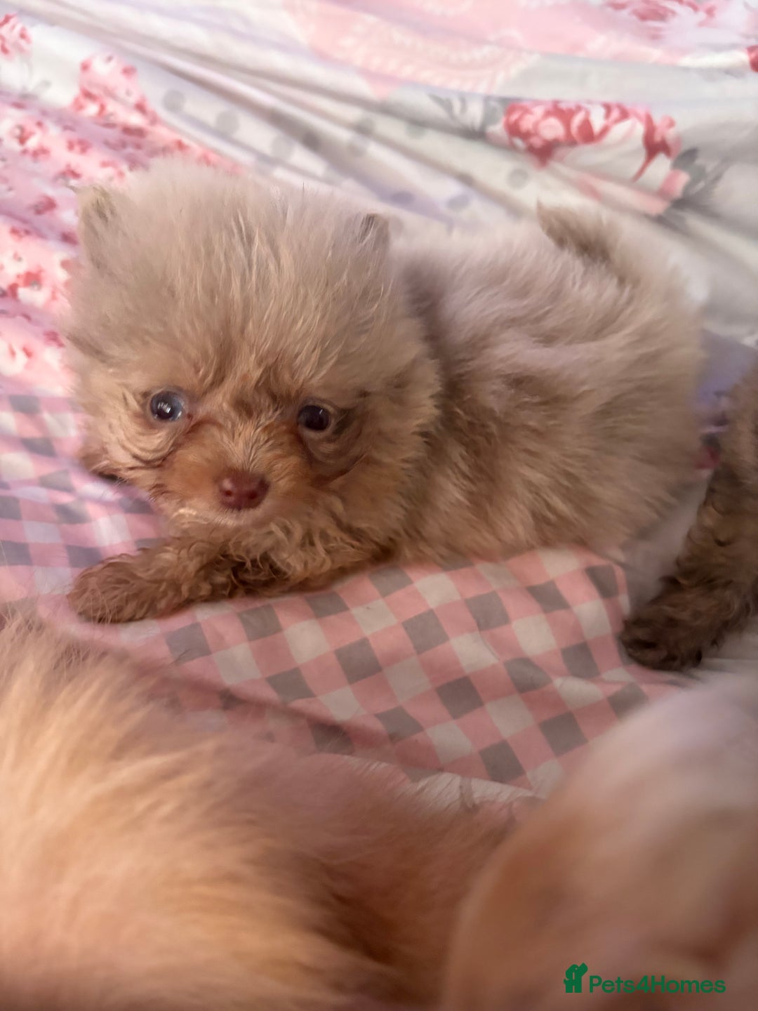Pomchi dogs for sale: 3/4pom1/4chi PUPS now REDUCED ready in two weeks  - Advert 5