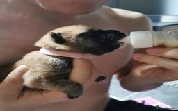 Japanese Shiba Inu dogs for sale: 5 KC Shiba puppies looking for their furever home  - Image 12