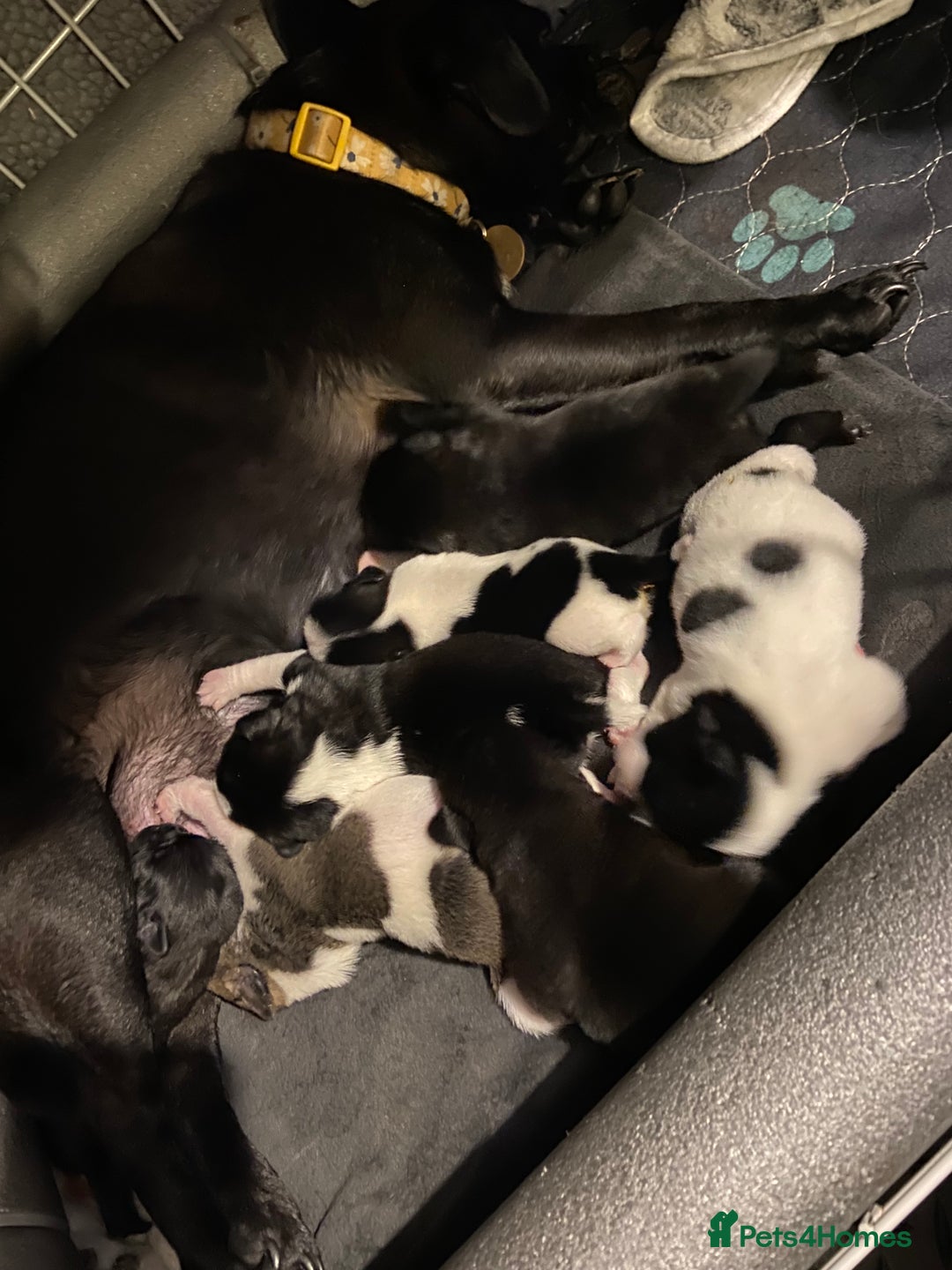 Jug dogs for sale: Beautiful jug puppies looking for forever home - Advert 21