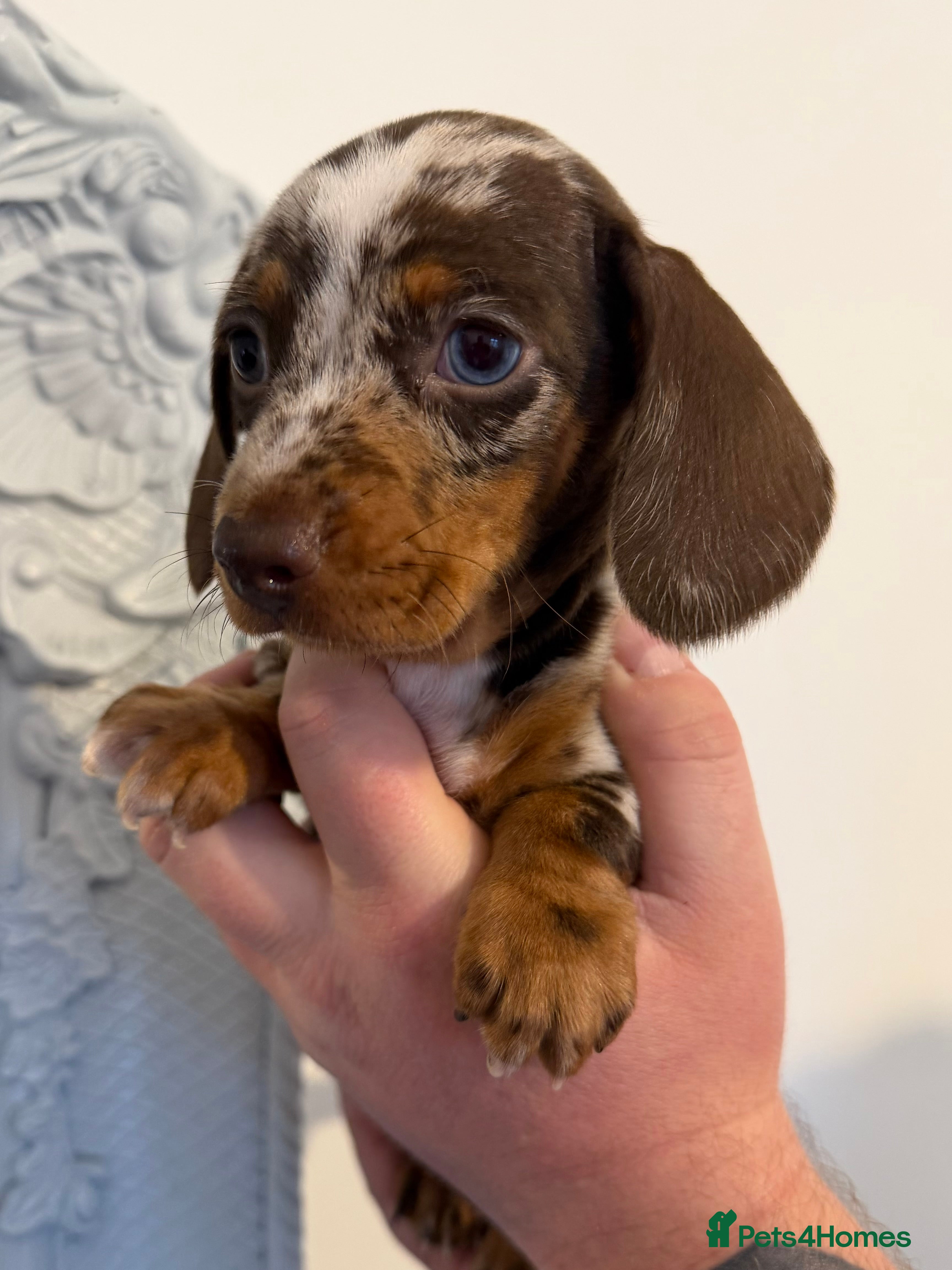 Miniature Dachshund dogs 2x beautiful mini dachshund girls left ready 22/3 - Advert 16