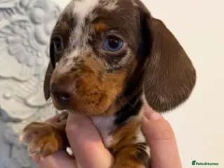 Miniature Dachshund dogs 2x beautiful mini dachshund girls left ready 22/3 - Advert 16