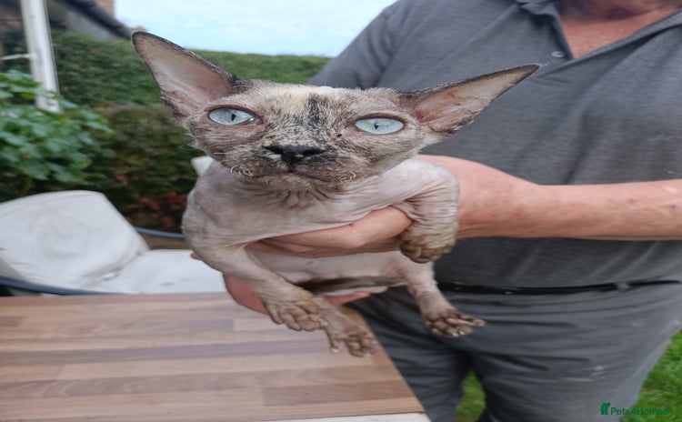 Sphynx cats - Advert 1