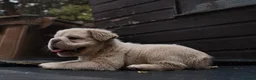 French Bulldog dogs for sale: FLUFFY FRENCHY:ISABELLA/LILAC/PLATINUM-KC&DNA CERT - Advert 25