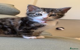 Mixed Breed cats for sale: Three female kittens looking for homes - Image 1