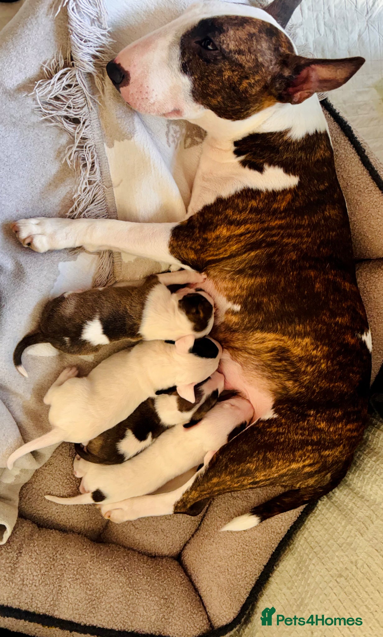 Miniature Bull terrier dogs Litter of 5 Miniature English bull terriers - Advert 1