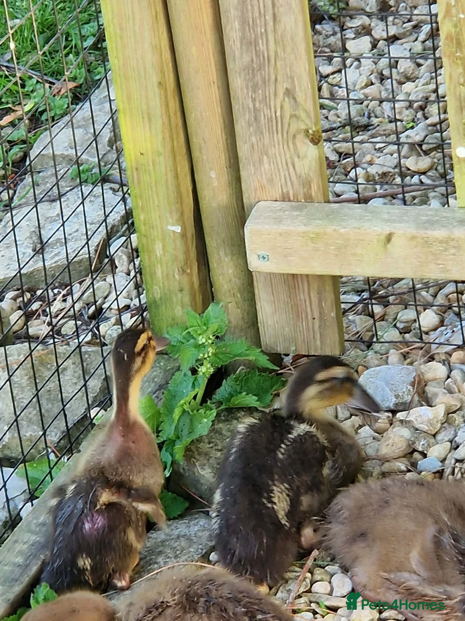 Ducks poultry Ducklings  - Advert 1
