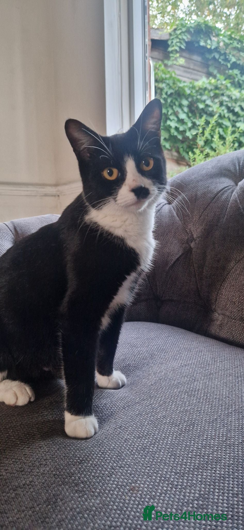 Mixed Breed cats Mixed breed, 6 black 1 tuxedo  - Advert 6