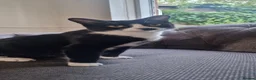 Mixed Breed cats for sale: Mixed breed, 6 black 1 tuxedo  in Bracknell - Advert 1