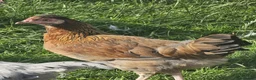 Chickens poultry for sale: Olive eggers & Lavender marans - Advert 7