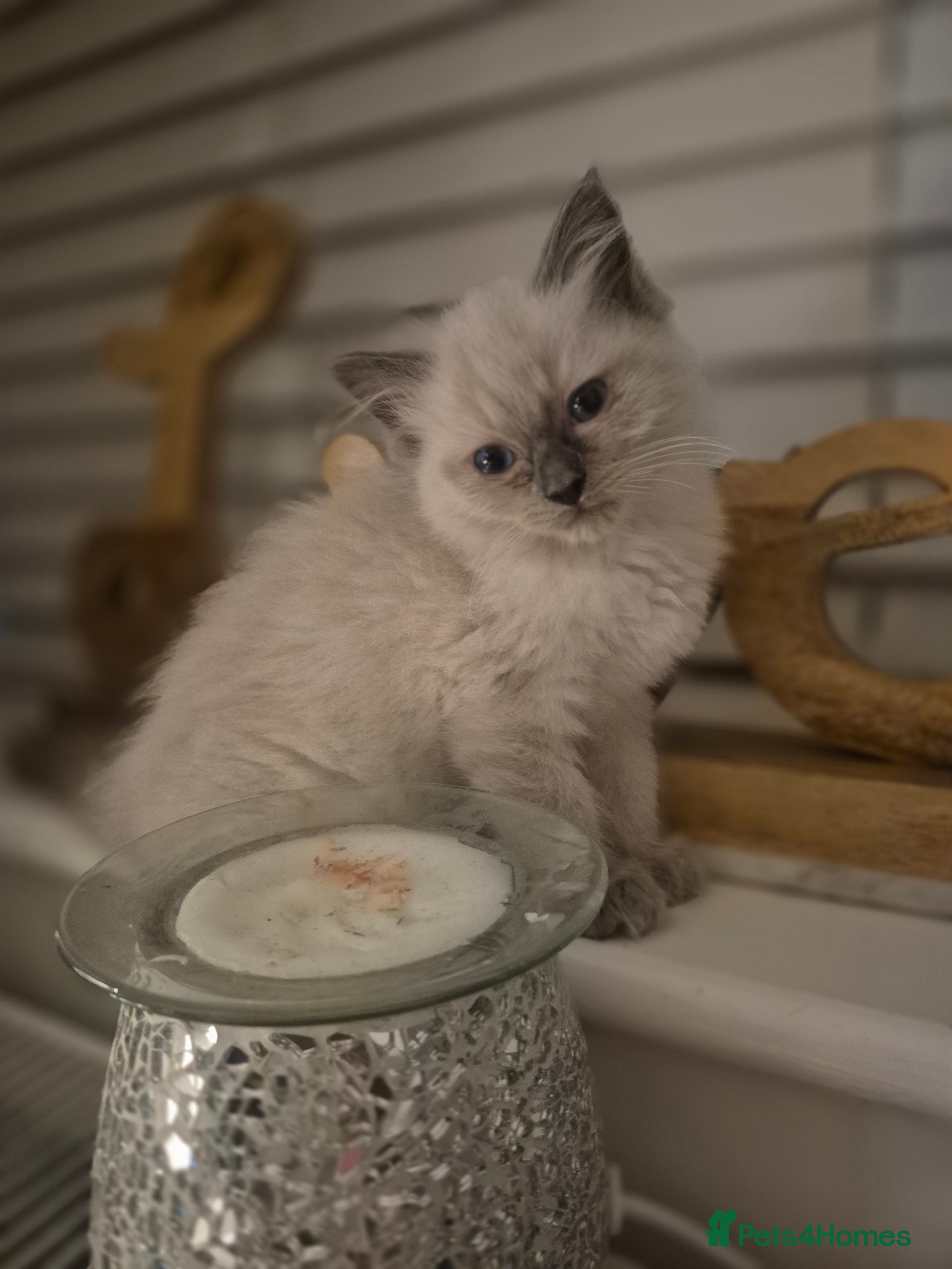Ragdoll cats Pure Ragdoll KIttens - Advert 2