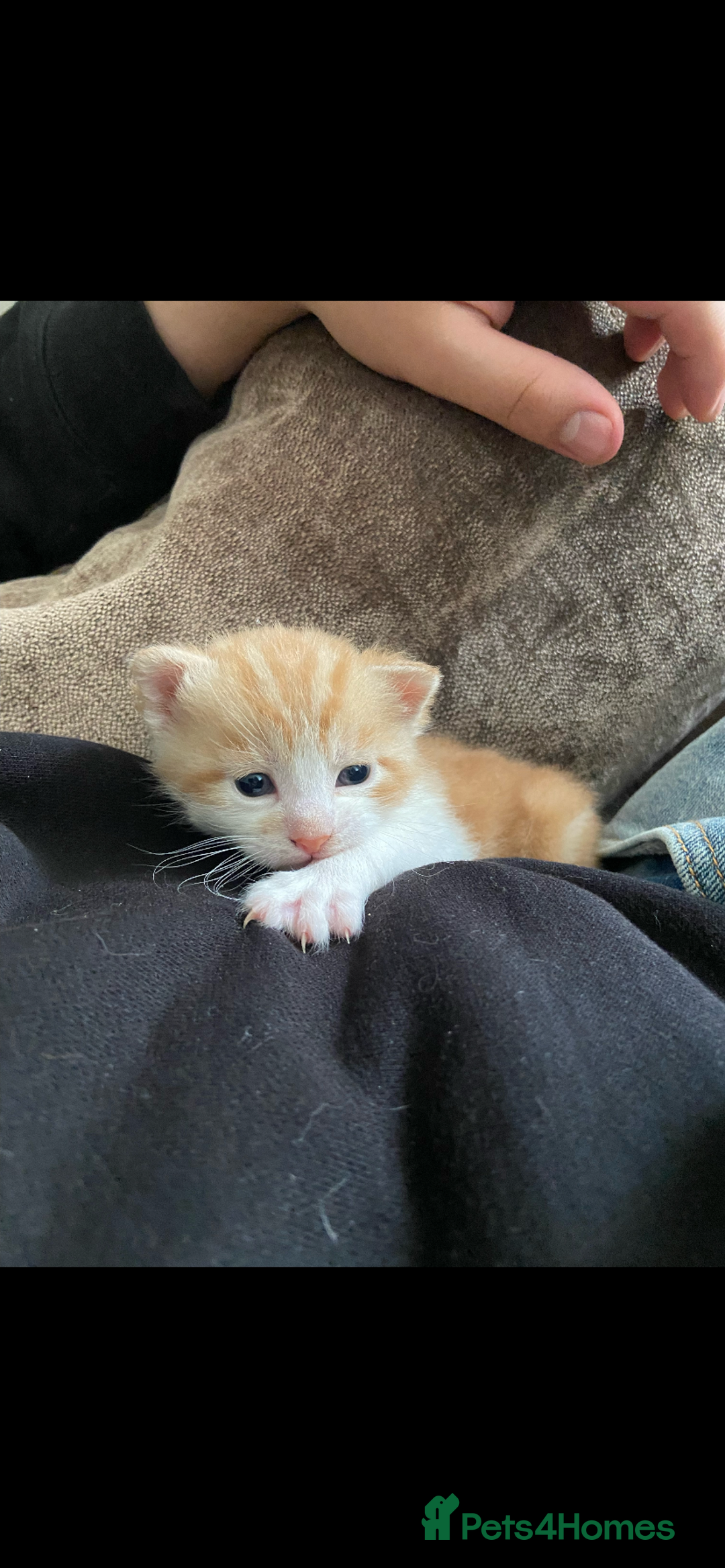 Mixed Breed cats for sale: 3 Male kittens  - Image 3