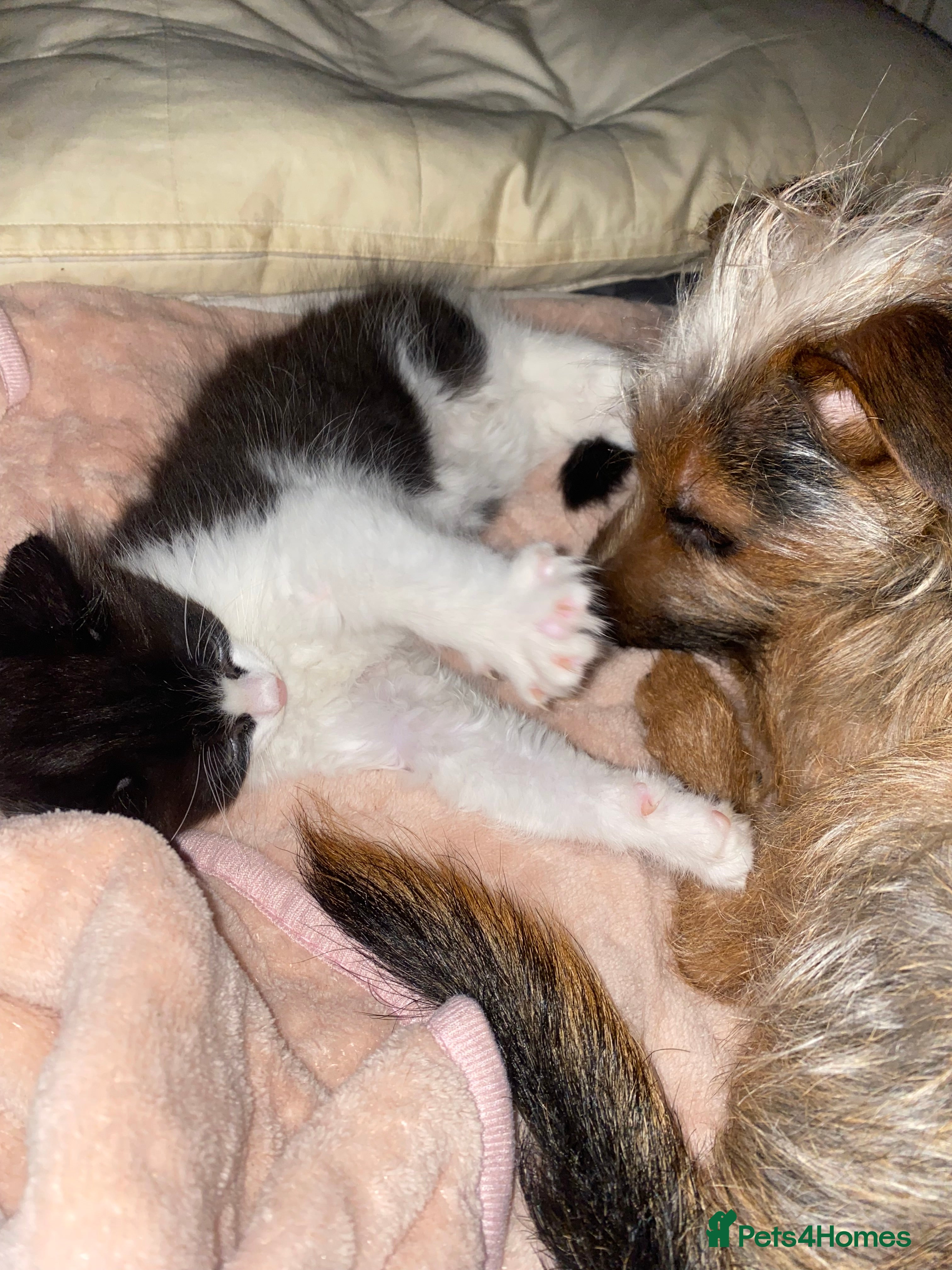 Mixed Breed cats 2 left Ready to go  - Advert 12