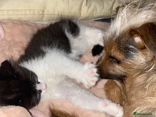 Mixed Breed cats 2 left Ready to go - Advert 12