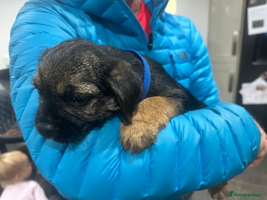 Border Terrier dogs for sale: Border Terrier Pups -Beautiful Pedigree  - Image 9