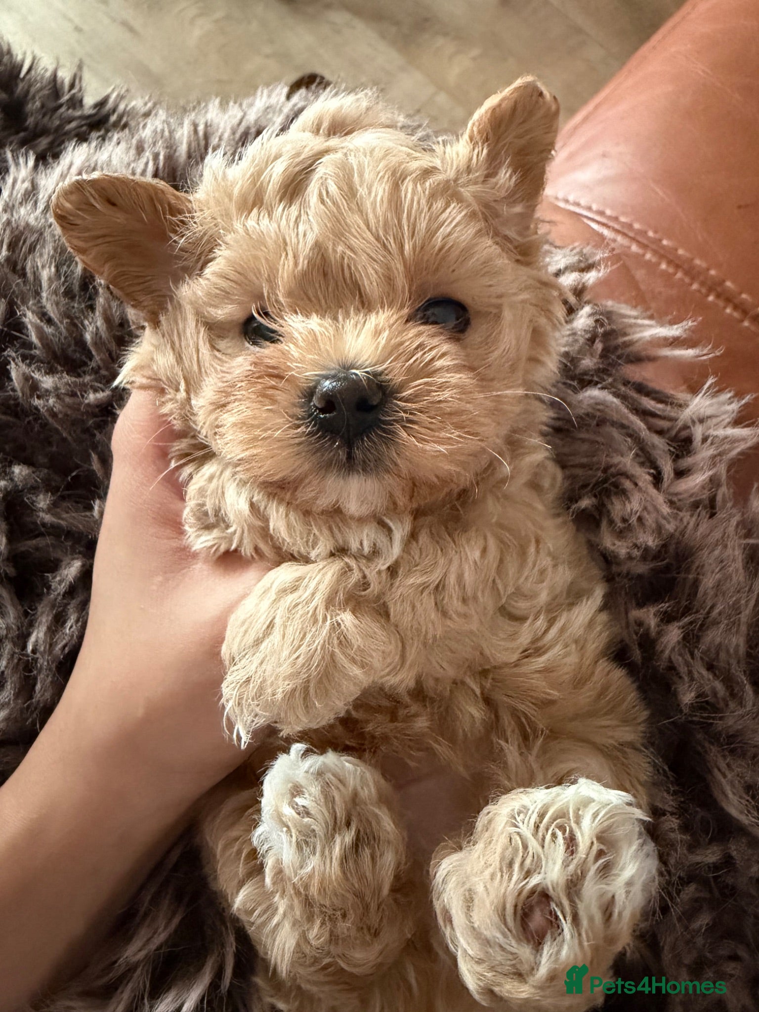 Maltipoo dogs Asian/Korean *DNA TESTED* teddy bear maltipoos - Advert 14