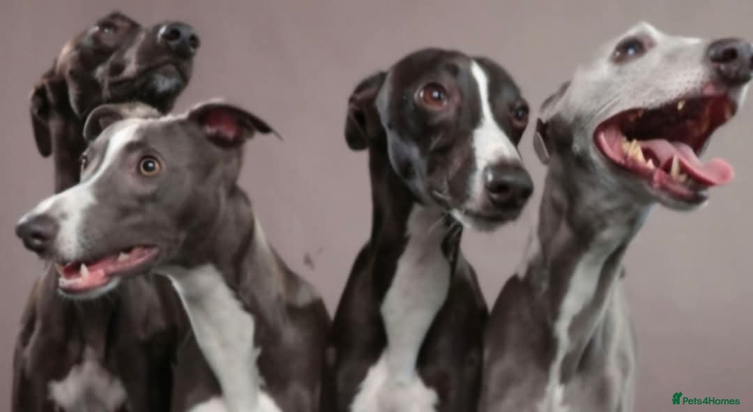 Whippet dogs Eidynrock Sangoma with Silkspun.Show/Sportingbred. - Advert 20
