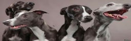 Whippet dogs for stud: Eidynrock Sangoma with Silkspun ,Sportingbred.X in Glasgow - Advert 29