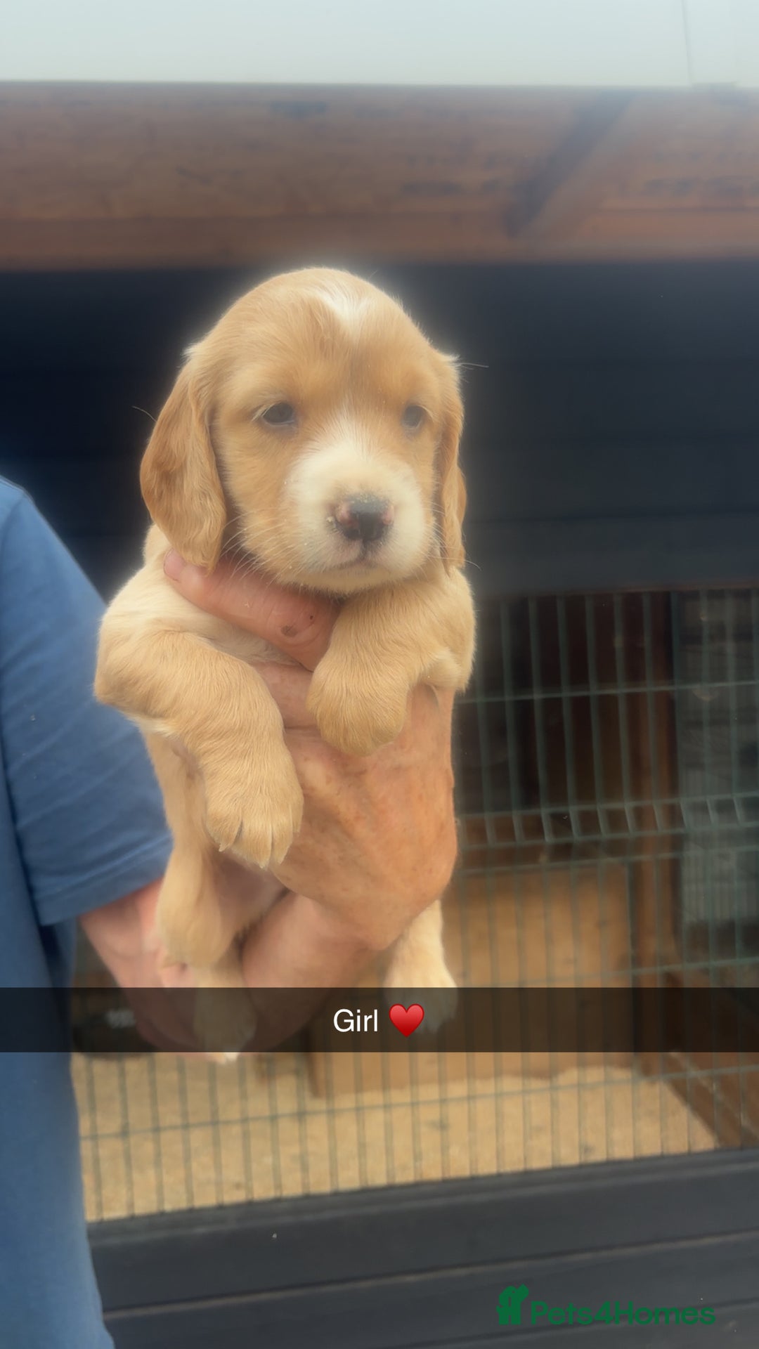 Sprocker dogs for sale: Beautiful Sprocker Puppies - Image 6