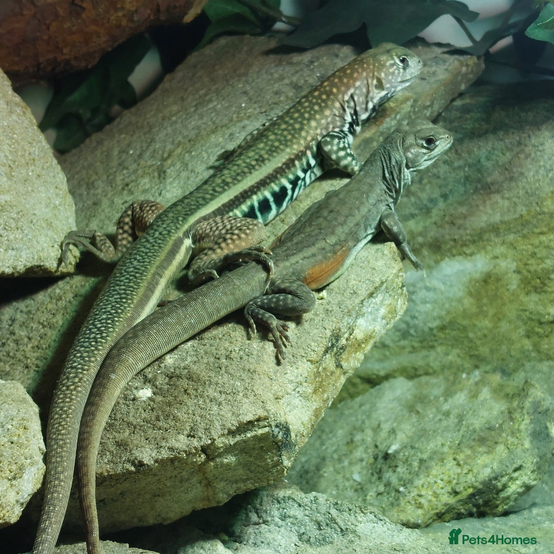 Lizard reptiles for sale: Trio butterfly agamas - Image 2