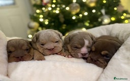 English Bulldog dogs for sale: English Bulldog Puppies Looking for Loving Homes🐶 - Image 2