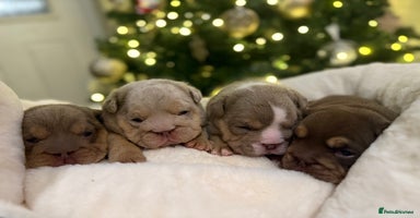 English Bulldog dogs - Advert 4