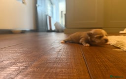 Mixed Breed dogs for sale: Maltese x JackChi Puppies - Ready to Reserve - Advert 3