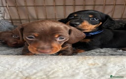 Miniature Dachshund dogs for sale: Miniature Smooth Dachshund puppies  - Image 1