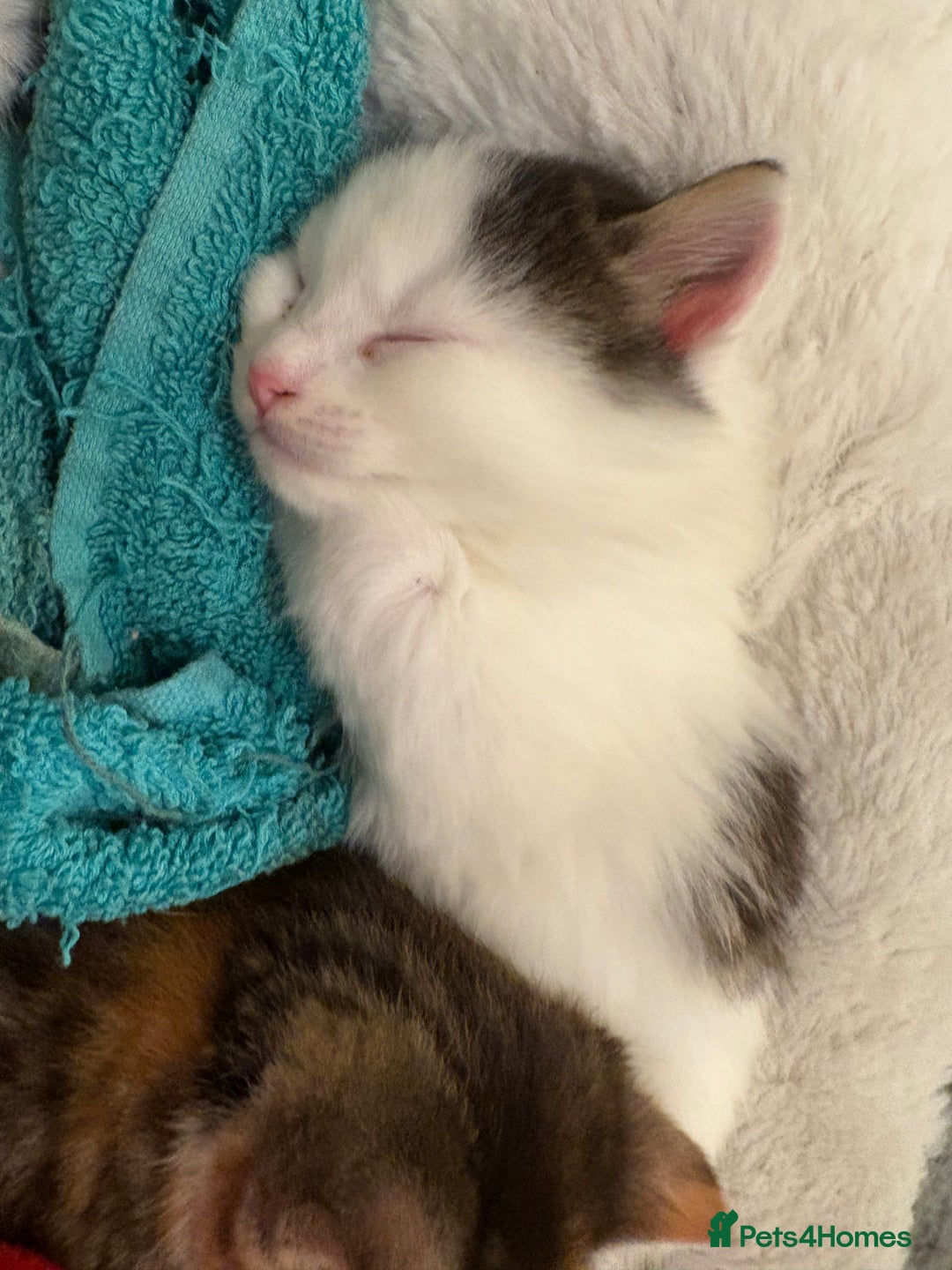 Domestic Shorthair cats for sale: 1 Domestic Shorthair Kitten Left - Advert 40