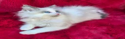 Ragdoll cats for sale: GCCF Registered Ragdoll Kittens  - Advert 11