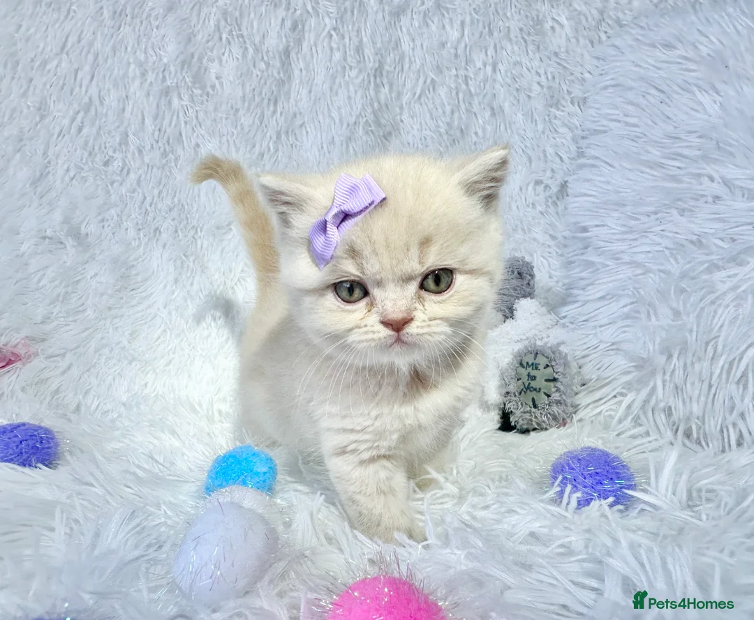 British Shorthair cats for sale: ⭐️ British Shorthair & Longhaired Kittens⭐️  - Advert 21