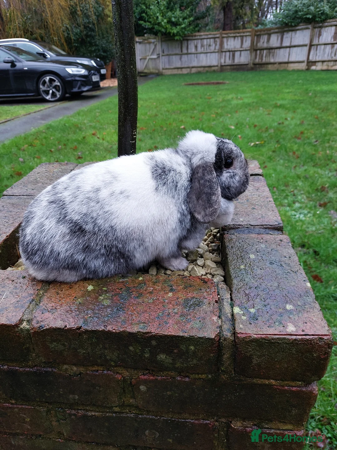 Mini Lop rabbits for sale: Adorable Mini Lop Doe - Advert 2