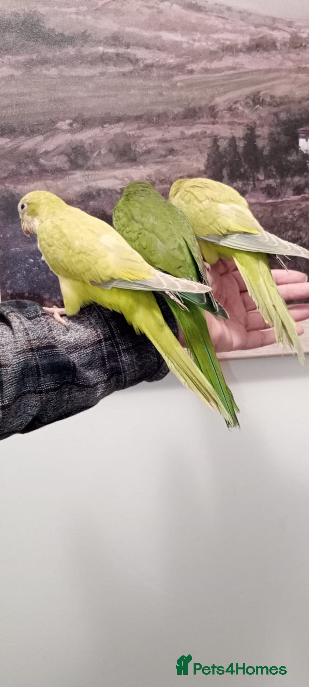 Parrots birds for sale: 14 weeks old Hand reared baby Quakers for sale  - Image 4