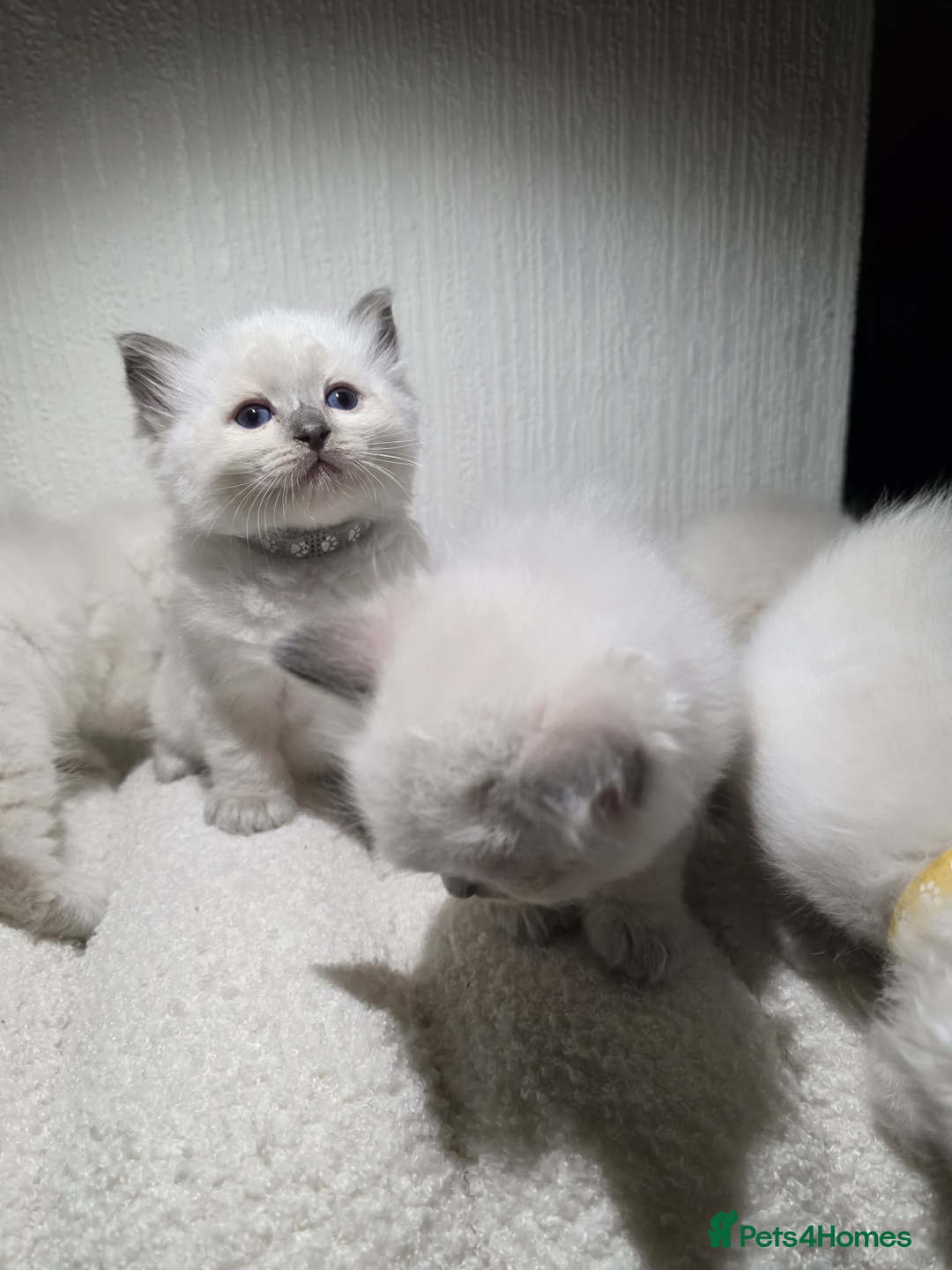 Ragdoll cats for sale: ✨RARE ALL LILAC LITTER GCCF&TICA Ragdoll Kittens✨ - Advert 22