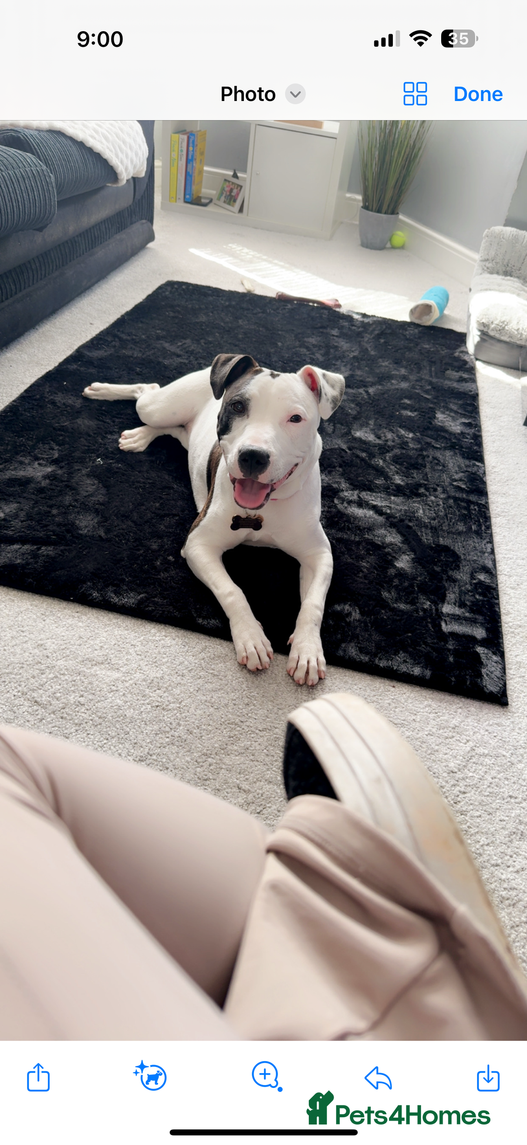 Staffordshire Bull Terrier dogs for sale: Puppy - Image 2