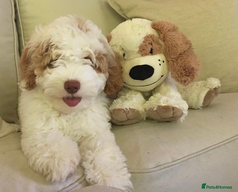 Australian Labradoodle dogs Genuine Australian Labradoodle Puppies - Advert 4