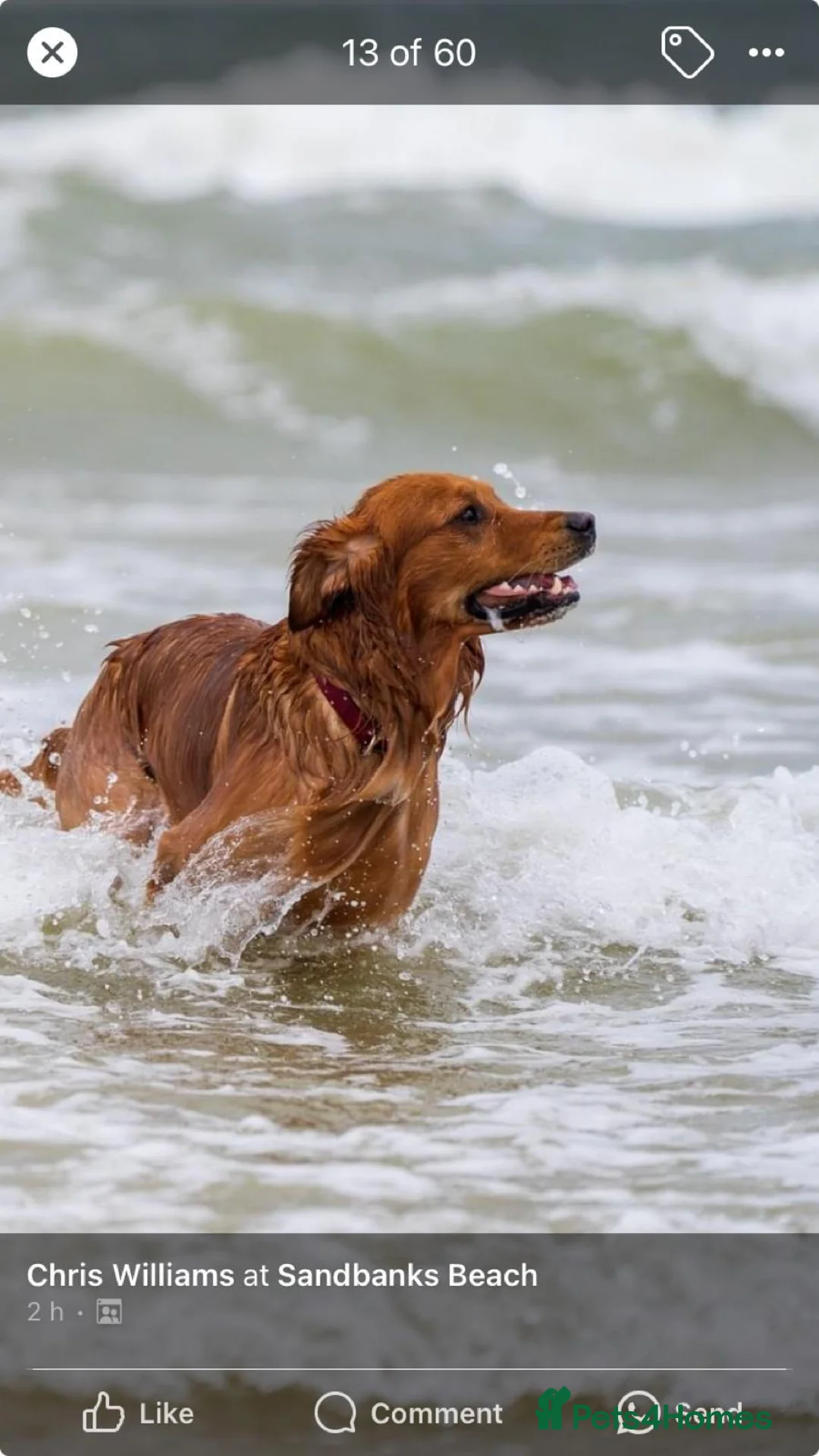 Golden Retriever dogs for sale: Red golden retriver - Advert 7